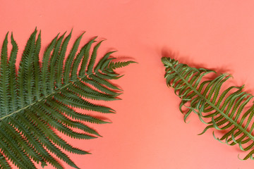 Young and old fern leaves isolated on pink background