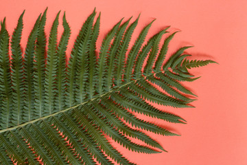 Young and old fern leaves isolated on pink background