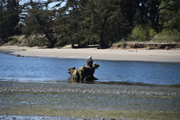 Obraz na płótnie Canvas Bald Eagle at low tide