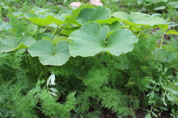  Gardening using permaculture principles, synergy between plants, nasturtium, pumpkins and dill . My organic garden 