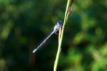Blaue Libelle mit grünem Hintergrund