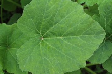 Green muscat pumpkin leaves, textured. Macro photography. 