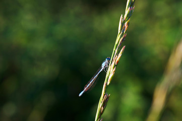 Blaue Libelle mit grünem Hintergrund