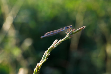 Makroaufnahme von grauer Libelle
