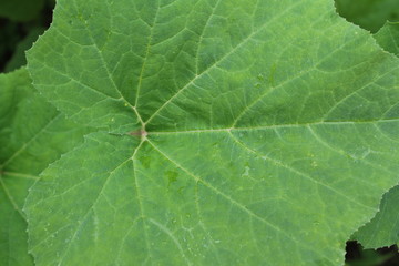 Green muscat pumpkin leaves, textured. Macro photography. 