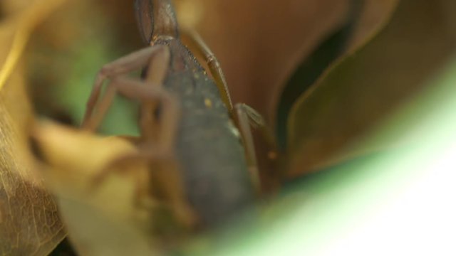 Extreme close-up high angle panning shot of a huge centruroides marganitatus tropical rainforest scorpion crawling from a large yellow leaf at a conservation center, Costa Rica