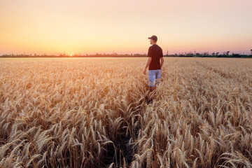 Naklejka na ściany i meble people wheat field sunset / landscape spring field agriculture of Ukraine