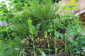 Palm tree in the pot in my organic garden