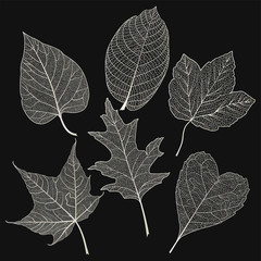 Set  leaves.  Vector illustration. EPS 10.