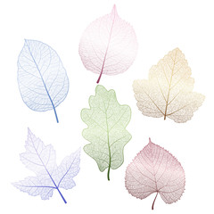 Set  leaves.  Vector illustration. EPS 10.