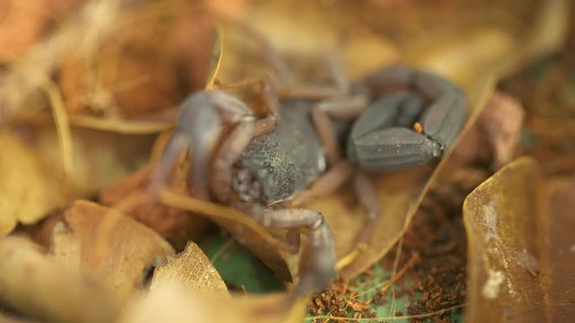 Extreme close-up aerial racking focus shot of a large Costa Rica Scorpion (centruroides marganitatus)  crawling from dry yellow tropical leaves at a zoo, Costa Rica