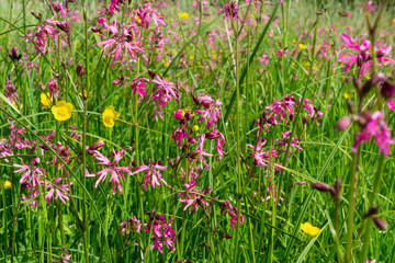 variety of flowers and grass forming a fresh green canvas sprinkled with color