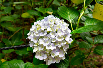 Hydrangea in full bloom in Japan