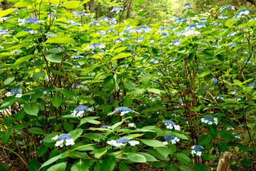 Hydrangea in full bloom in Japan