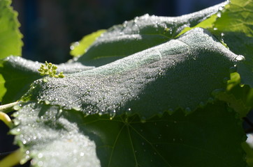 Bunch of unripe and still green grapes on a row of muscat vineyard with a blurred background in the Langhe in Piedmont.