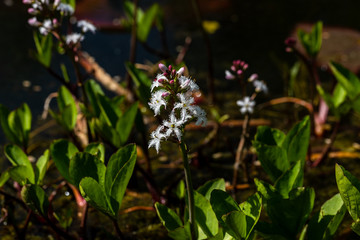 View of swamp and pond flowers and plants in the spring time. Macro photography of nature