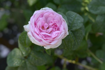 Pink Rose flower with raindrops on background pink roses flowers. Nature.