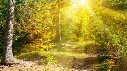 Sun rays illuminate autumn forest