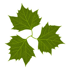 Leaf maple, isolated. Vector illustration .EPS 10