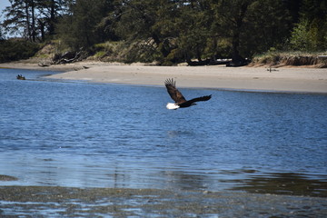 Bald Eagle taking off from dead tree at low tide