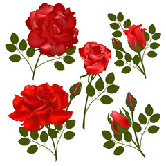 Set of flowers Rose isolated on white background. Vector illustration, EPS 10.
