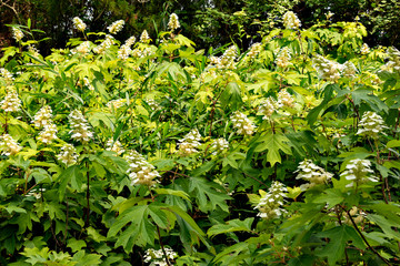 Hydrangea in full bloom in Japan