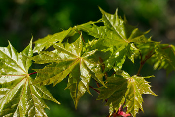 Young delicate leaves of maple in the spring season