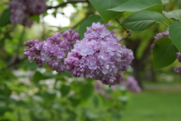 Obraz premium Lilacs