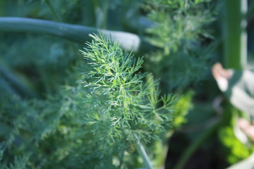  Gardening using permaculture principles, synergy between plants, dill and onion. My organic garden 