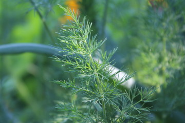 Fototapeta na wymiar Gardening using permaculture principles, synergy between plants, dill and onion. My organic garden 