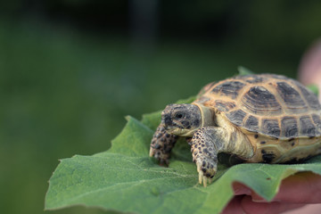 The Central Asian tortoise, also known as the Asian brown tortoise, sits on a leaf of burdock in human male hands.