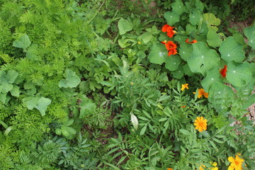  Gardening using permaculture principles, synergy between plants, nasturtium, pumpkins, sunflower, dill and onion. My organic garden 