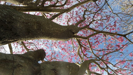 Arbol visto desde abajo