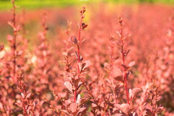 young shrub barberry Tunberg, red. Summer day