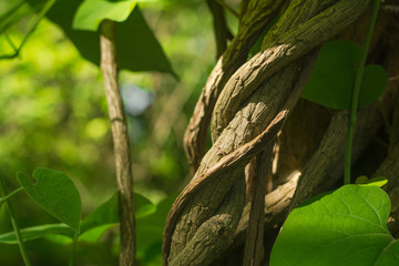 genus of perennial grasses and ligneous vines of the family Kirkazonovye, or Aristolochiaceae. Summer sunny day. © Anton
