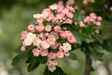 blooming hawthorn, decorative. Pink flowers. Summer day