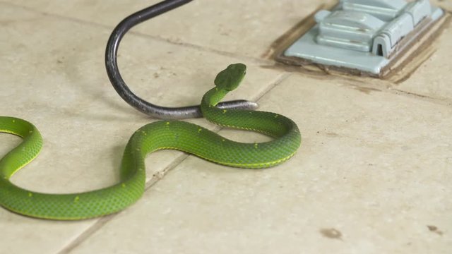 Close-up high angle aerial panning shot of green Side-striped Palm-pit Viper ( Bothriechis lateralis) on a tiled flour at a zoo being carried using a snake hook, Zoo scene, Costa Rica