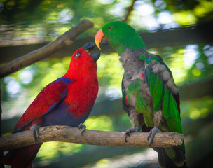 Pair of colorful macaws parrots kiss