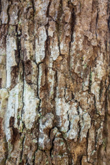 Old Pine Tree Background or Texture