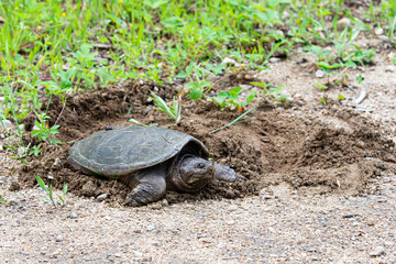 Snapping turtle laying eggs