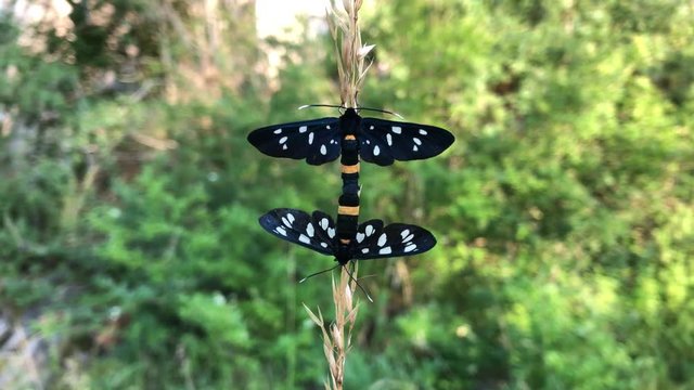 Wei&szlig;fleck-Widderchen (Amata phegea)