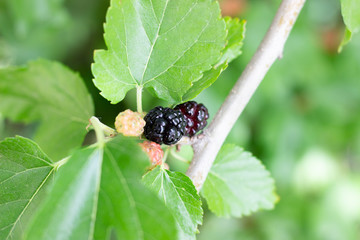 Mulberry tree. Black ripe and red unripe mulberries on the branch. Red purple mulberries on tree....
