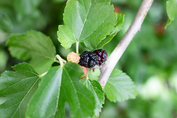 Mulberry tree. Black ripe and red unripe mulberries on the branch. Red purple mulberries on tree. Fresh mulberry. Black mulberry grows on a tree