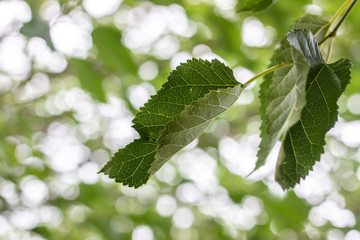 Green leaves of macro tree. Green tree leaves on dark background. tree leave. macro tree leaves