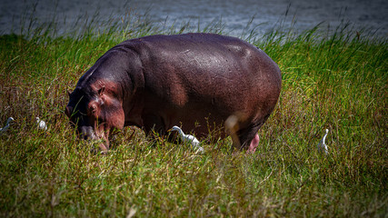 Flusspferde im Liwonde Nationalpark