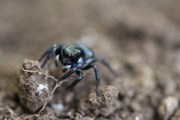 JUMPING SPIDER