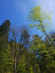 Baum in Österreich im Sommer in der Bärenschützklamm