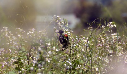 black bird on flower-East Bay - California - wildlife-bird watching