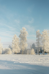 trees in frost in a field in the forest. Fir trees and pines covered with snow