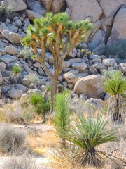 Beautiful american with green joshua tree national park.USA. California. American landmark. Joshua tree landscape.